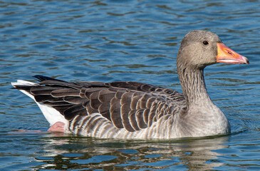 The common goose anser anser is a species of anseriform bird in the Anatidae family native to Eurasia and North Africa common in aiguamolls emporda girona spain