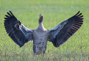 The common goose anser anser is a species of anseriform bird in the Anatidae family native to Eurasia and North Africa common in aiguamolls emporda girona spain - obrazy, fototapety, plakaty