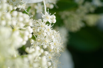beautiful  blossom  of white  hydrangea with different variouse flowers  at summer  sunny day.  macro