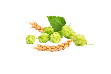 hops and wheat on a white background