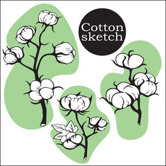 Set branch of cotton with flowers and tangles with leaves. wildflowers with stems, floral and botanical elements in the sketch style are isolated.