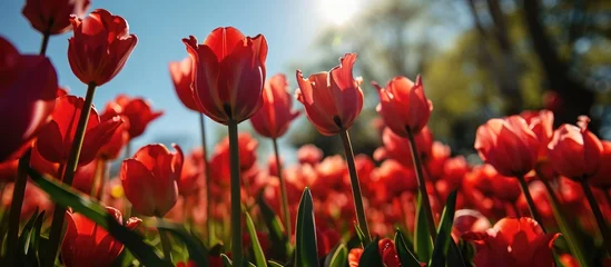 Behangcirkel Red tulips in spring garden under blue sky. © TheWaterMeloonProjec