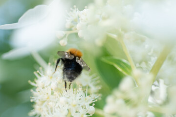 beautiful  blossom  of white  hydrangea  with working bumblebee at sunny day.