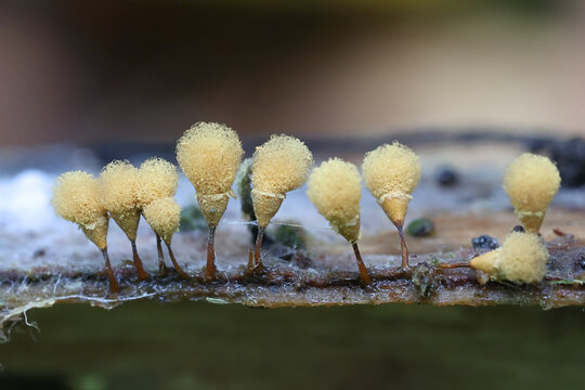 Hemitrichia calyculata, commonly known as push pin slime mold