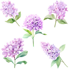 Fototapeta premium set of lilac Flower with green leaves in watercolor on a transparent background