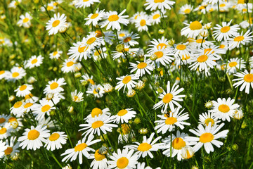 Daisy flowers flower nature summer closeup - 700263377