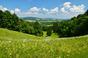Summer landscape green hill field - 700263540