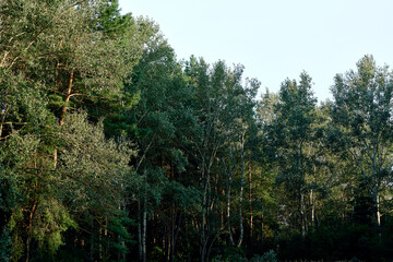 Obraz premium forest scene nature's tranquility, showcasing lush greenery, towering trees, and dappled sunlight filtering through dense foliage. Highlights and shadows play on leaves, hinting at vibrant ecosystem