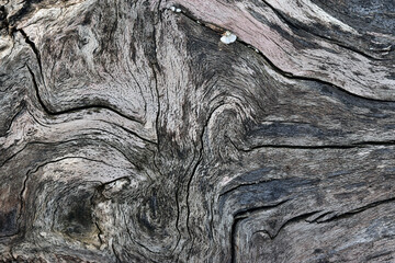 wood nature pattern texture textured tree - 700264115
