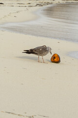 Seagulls and birds on the beach early morning