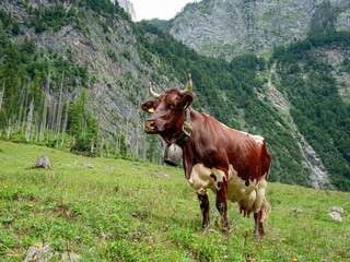 Fototapeta na wymiar Berchtesgaden grass land with cow at foreground