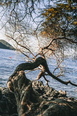 tree over the ocean