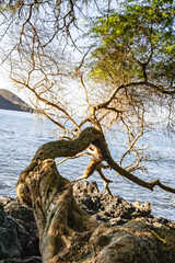 tree over the ocean