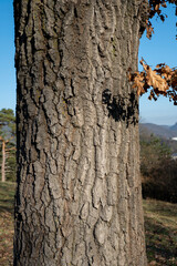 Oak tree trunk. Quercus Tree bark close up. Detail.