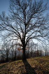 Oak tree silhouette. Quercus against the sun.