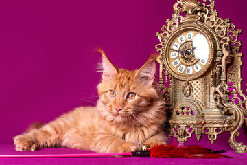 Big beautiful Maine Coon kitten near the vintage clock...