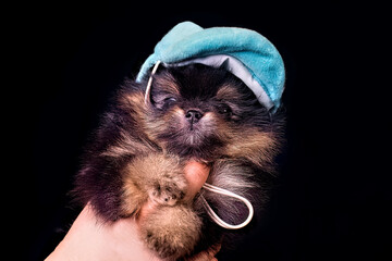 A cute Pomeranian spitz puppy with blue cap on in a black background, isolated.