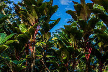 leaves against sky