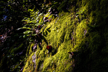 Tropical Mossy Rock wall