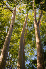 Obraz premium Tropical Island Trees
