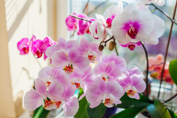 Naklejka na ściany i meble Blooming phalaenopsis orchids. White, purple, pink flowers blossom on window sill. Close up of house plants