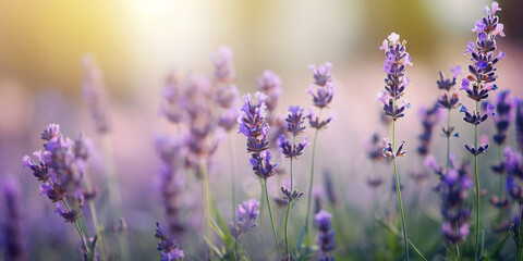 Fototapeta premium Lavender field. Fresh lavender flowers. The main focus is on the lavender flower in the lavender field.