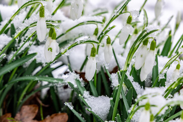Gentle snowdrop flowering from snow