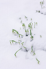 Gentle snowdrop flowering from snow