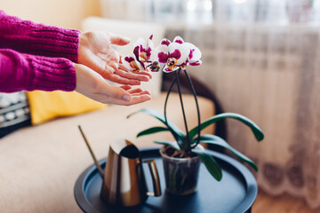 Woman admires blooming white and purple Polka Dot phalaenopsis orchid standing on table at home. House plants - obrazy, fototapety, plakaty