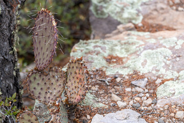 Prickly Pear Cactus near rocks at Massai Point - Chiricahua National Monument Arizona