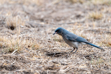 A Mexican Jay bird in Arizona at Chiricahua National Monument