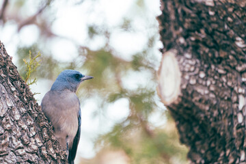 A Mexican Jay bird perched on a tree in Arizona at Chiricahua National Monument