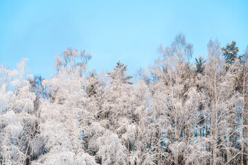 Winter natural background, snow-covered tree branches on the background of blue sky. Cold, frost in winter