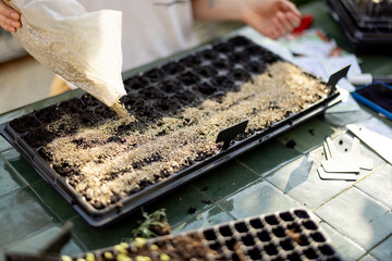Woman covering soil with vermiculite while sowing seeds into seedling trays, close-up