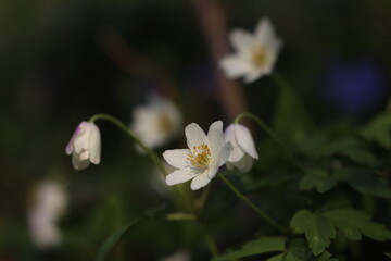 fiore di anemone bianco nel bosco in primavera