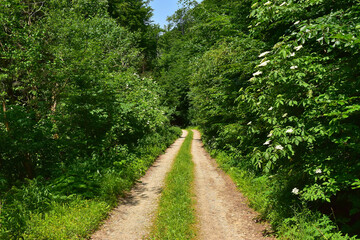 Nature path into green forest landscape - 700277733