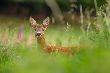 Roe Deer (Capreolus Capreolus) doe in summer meadow