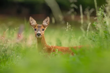 Outdoor-Kissen Roe Deer (Capreolus Capreolus) doe in summer meadow © Karel