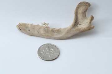 Buccal (outside) view of lower jawbone (mandible) of baby raccoon with a US dime for scale.   A baby premolar tooth is still in the jaw, and is being replaced by an erupting adult premolar. 