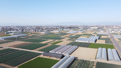 日本の農家　深谷ねぎの畑　ドローン空撮