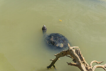 Back side of turtle swimming in a pond at the park, Nonthaburi, Thailand