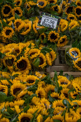 Sunflowers in a London flower market on a Sunday morning