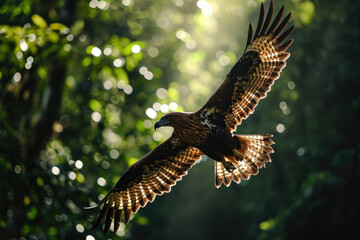 The Madagascar Serpent Eagle soaring gracefully above the emerald canopy of the rainforest