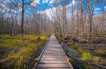 Fototapeta na wymiar Wooden boardwalk through the marsh and forest in Spring 