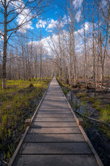 Fototapeta na wymiar Wooden boardwalk through the marsh and forest in Spring 