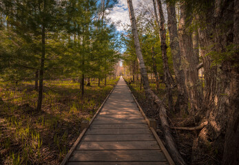 Wooden boardwalk through the marsh and forest in Spring 