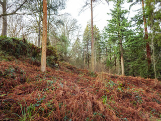 Woodland Scene, England.