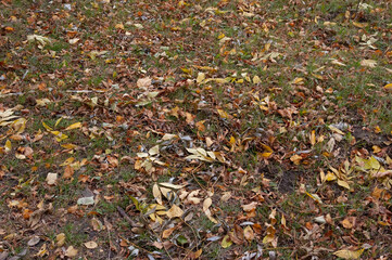Autumn background: fallen leaves among dry grass