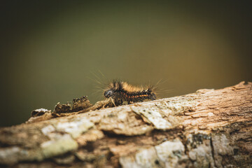 close up of a caterpillar