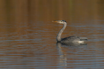 Beautiful Grey Heron (Ardea cinerea) swims like a swan or duck! Gelderland in the Netherlands. Green and blue background.              